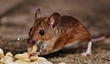 24 Hour & Emergency Exterminators in Grover, CO